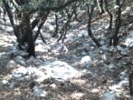 DSC_0338.JPG